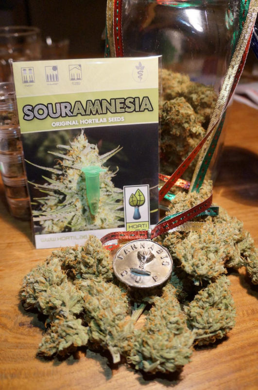 Sour Amnesia (Hortilab), 10 regular Seeds