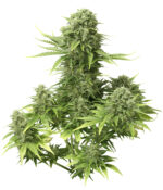 StarRyder (Dutch Passion & Joint Doctor), 3 autofeminisierte Samen