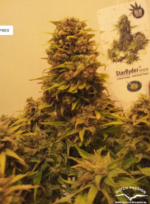 StarRyder (Dutch Passion & Joint Doctor), 3 autofeminisierte Samen