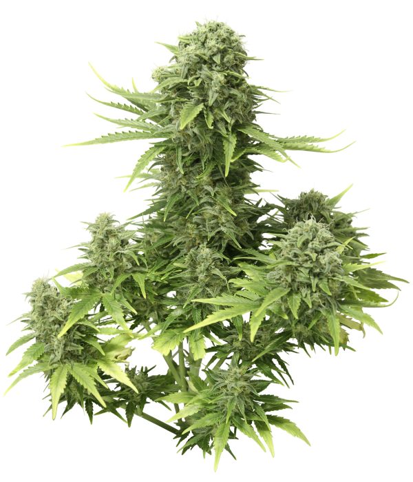 StarRyder (Dutch Passion &amp; Joint Doctor), 3 autofeminised seeds