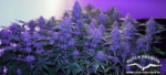 StarRyder (Dutch Passion & Joint Doctor), 3 autofeminisierte Samen