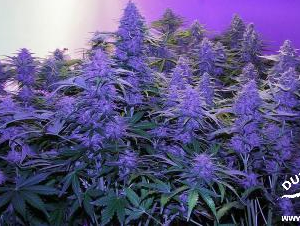StarRyder (Dutch Passion &amp; Joint Doctor), 3 autofeminised seeds