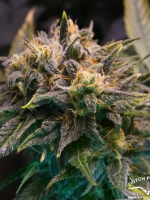 Strawberry Cough (Dutch Passion), 3 feminised seeds