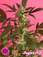 Golo Mix von Philosopher Seeds, 12 feminisierte Samen
