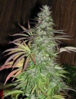 Sugarloaf (Cannabiogen), 10 reguläre Samen