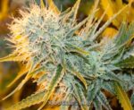 Sugarloaf (Cannabiogen), 10 reguläre Samen