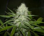 Sugarloaf (Cannabiogen), 10 reguläre Samen