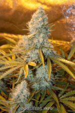 Sugarloaf (Cannabiogen), 10 reguläre Samen