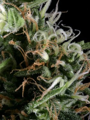 Super Silver Haze (Green House Seed), feminised seeds
