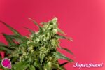 Golo Mix von Philosopher Seeds, 12 feminisierte Samen