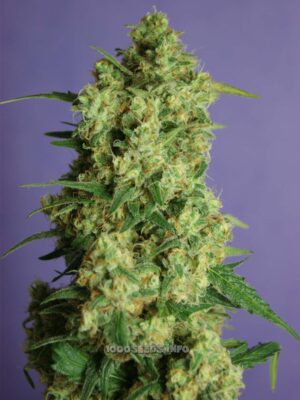 Auto Jack (Bulk Passion) feminisiert