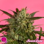 Golo Mix von Philosopher Seeds, 12 feminisierte Samen
