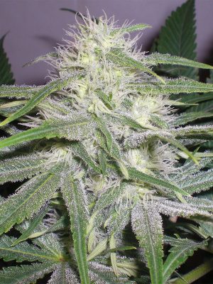 The Church (Green House Seed), feminised seeds