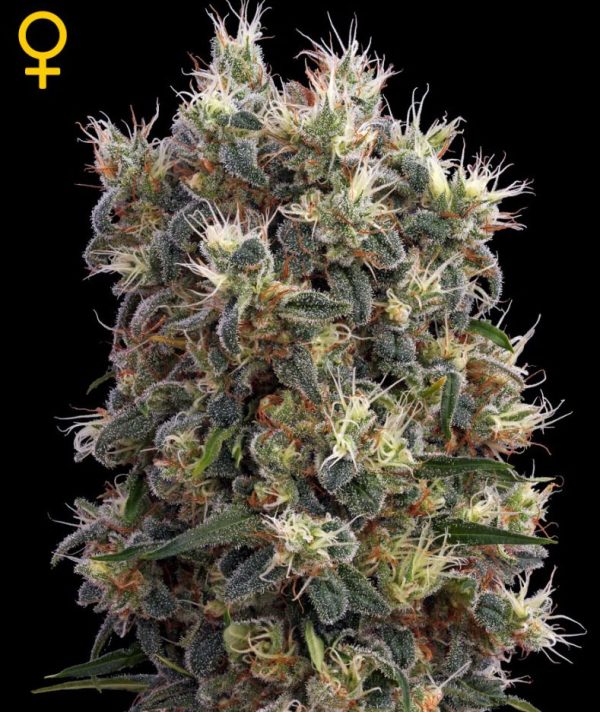 The Church (Green House Seed), feminised seeds