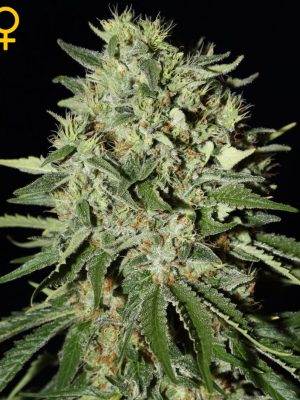 The Doctor (Green House Seeds), feminised seeds