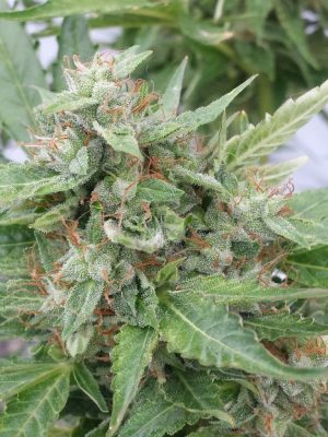 The Ogre von Joint Doctor, 6 oder 10 automatic Seeds
