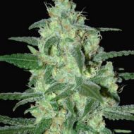 Thunder Bloody Mary (Samsara Seeds), autoflowering Samen