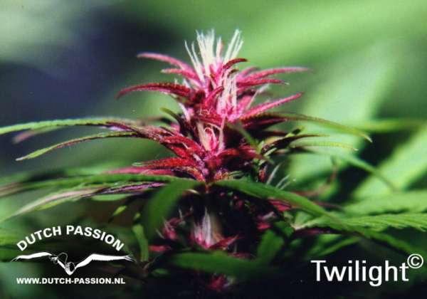 Twilight (Dutch Passion), 3 feminised seeds