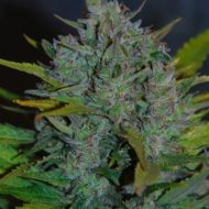 Ultraviolet (Samsara Seeds), autoflowering Samen