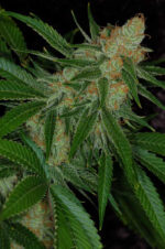 Vortex (TGA Subcool), 5 oder 10 regular Seeds