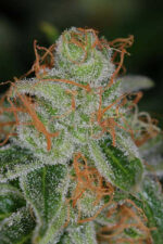 Vortex (TGA Subcool), 5 oder 10 regular Seeds