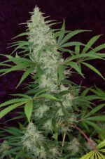 Vortex (TGA Subcool), 5 oder 10 regular Seeds