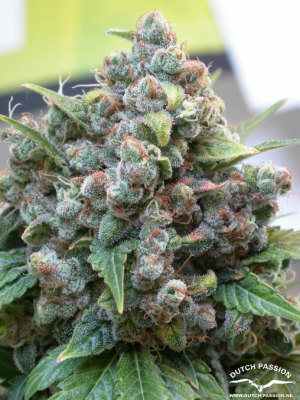 White Widow (Dutch Passion), 3 feminised seeds
