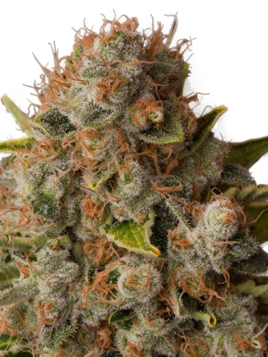 White Widow (Royal Queen Seeds), 3 feminised seeds