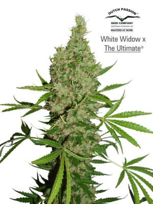 White Widow x The Ultimate (Dutch Passion), 10 reguläre Samen