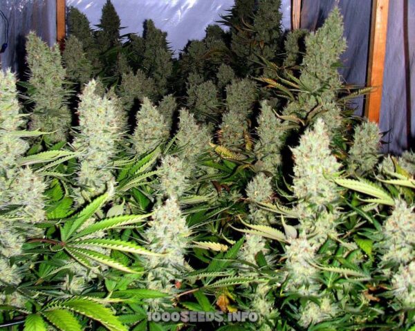 White Widow (Bulk Passion) feminisiert