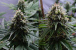 Yummy (Resin Seeds) regular