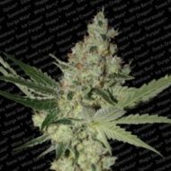Acid (Paradise Seeds), feminisierte Samen