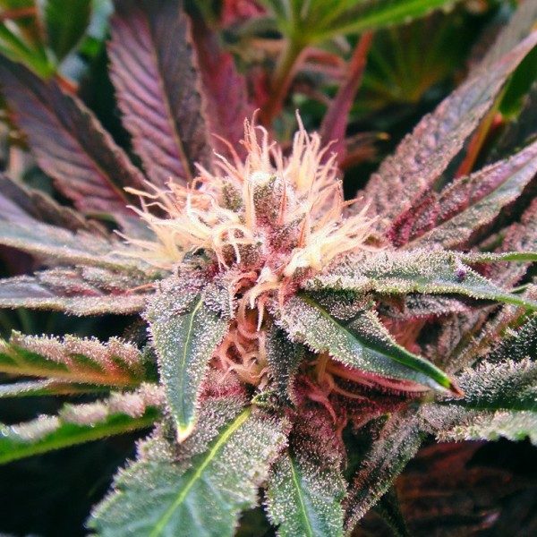 Bubblelicious (Nirvana) 5 feminised seeds