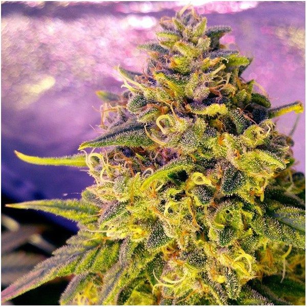 Bubblelicious (Nirvana) 5 feminised seeds