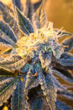 Kaboom (TGA Subcool), 5 oder 10 regular Seeds
