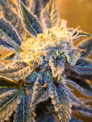 Kaboom (TGA Subcool), 5 oder 10 regular Seeds