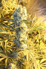 Kaboom (TGA Subcool), 5 oder 10 regular Seeds