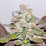 Mendocino Purple Kush (Medical Seeds) feminisiert
