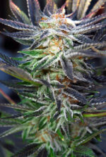 Qleaner (TGA Subcool), 5 oder 10 regular Seeds