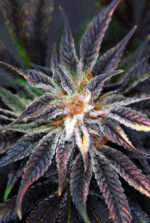Qleaner (TGA Subcool), 5 oder 10 regular Seeds