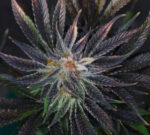 Qleaner (TGA Subcool), 5 oder 10 regular Seeds