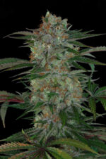 Qush (TGA Subcool), 5 oder 10 regular Seeds