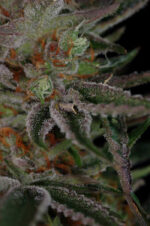 Qush (TGA Subcool), 5 oder 10 regular Seeds
