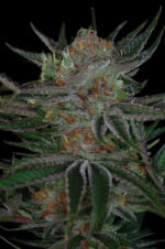 Qush (TGA Subcool), 5 oder 10 regular Seeds