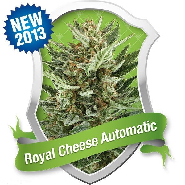 Royal Cheese Automatic (Royal Queen Seeds), 5 semillas autoflorecientes