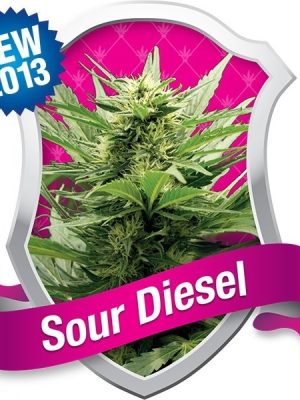 Sour Diesel (Royal Queen Seeds), 5 feminisierte Samen