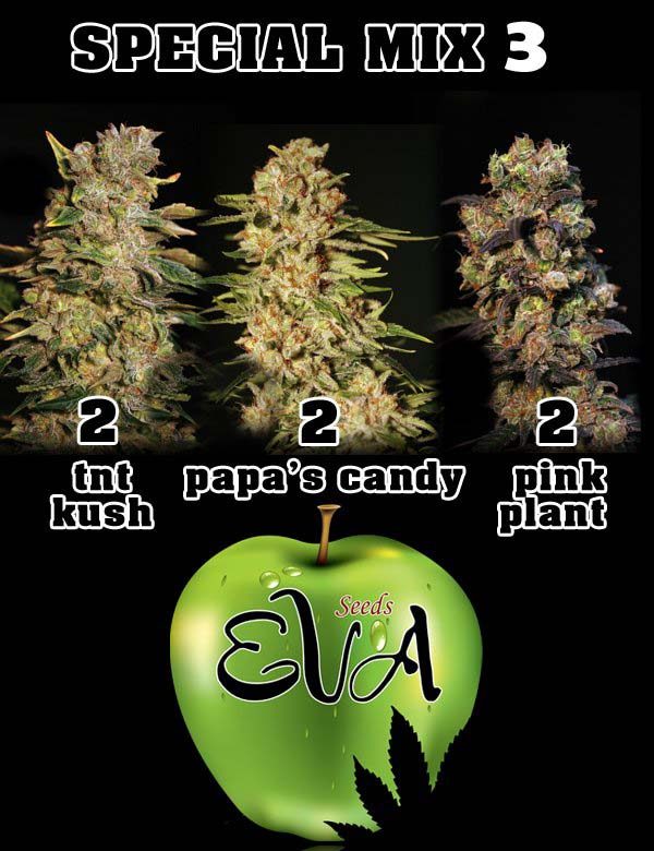 Special Mix 3 by Eva-Seeds, 6 feminised seeds
