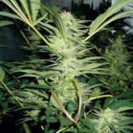White Widow (Medical Seeds) feminisierte Samen
