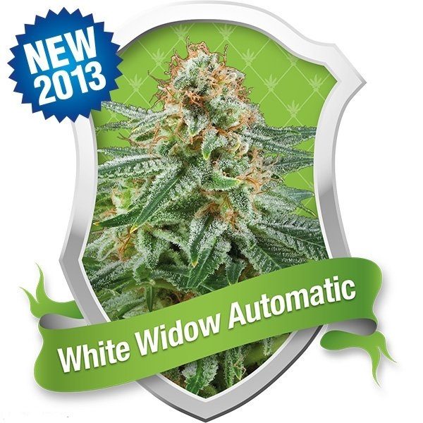 White Widow Automatic (Royal Queen Seeds), 5 semillas autoflorecientes