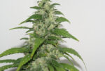 Yummy (Resin Seeds) regular